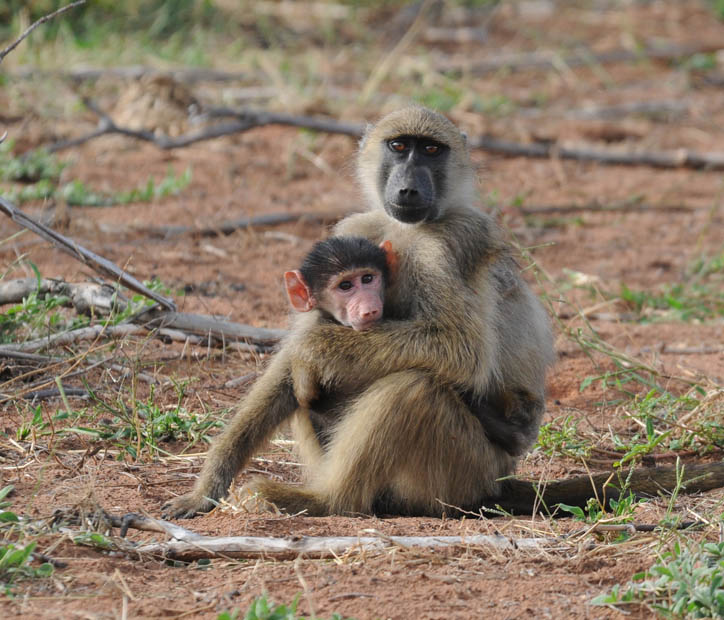 Baboon - Papio ursinus