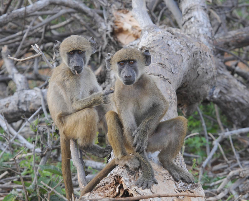 Baboon - Papio ursinus