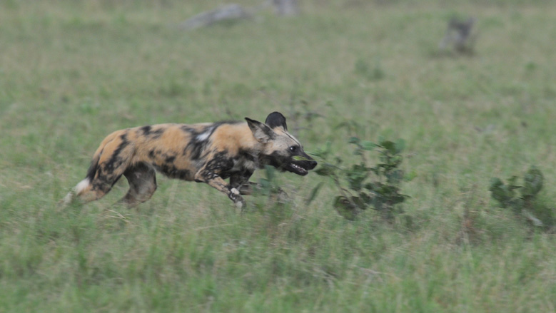 Wild dog - Lycaon pictus