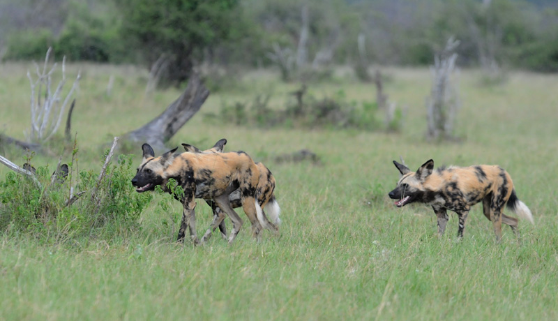 Wild dog - Lycaon pictus
