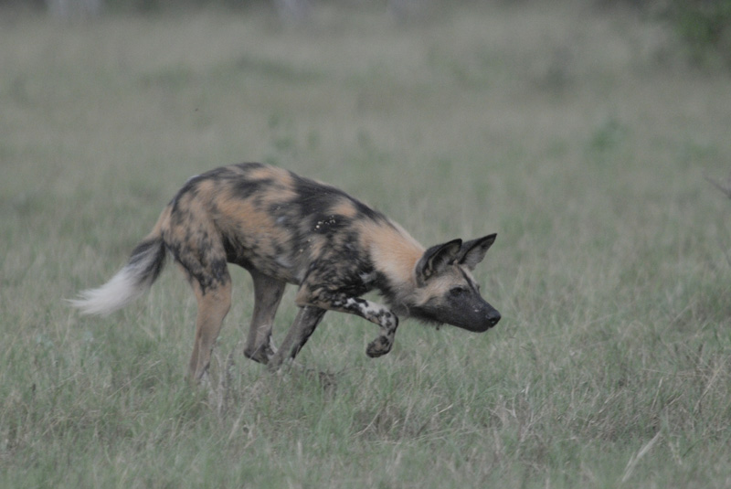 Wild dog - Lycaon pictus