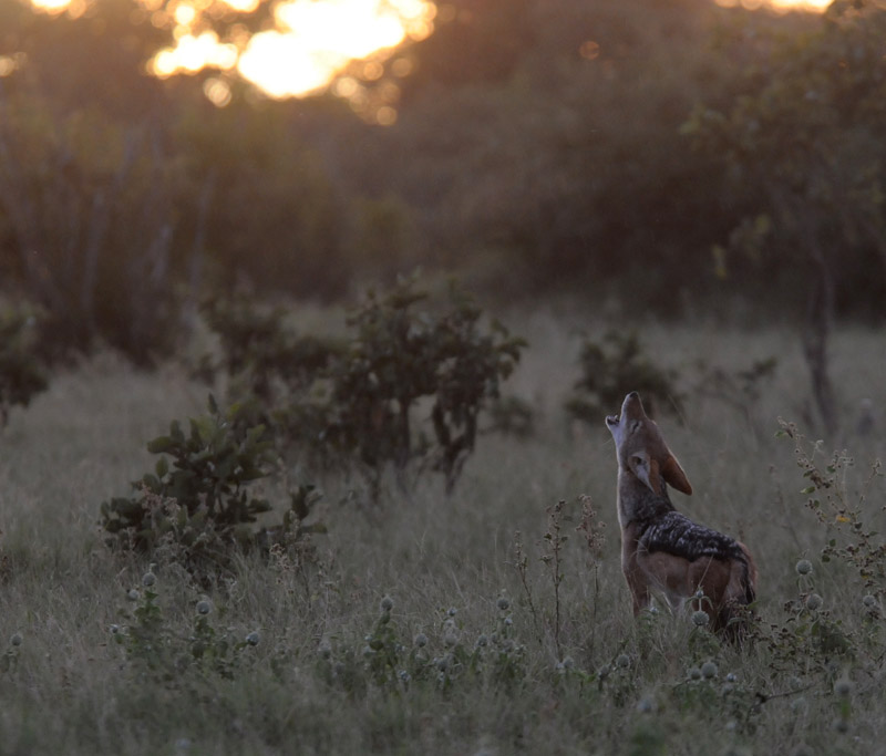 Black-backed Jackal - Canis mesomelas