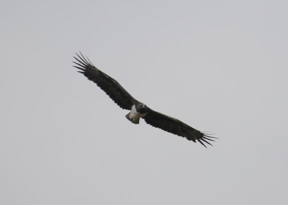Martial Eagle - Polemaetus bellicosus