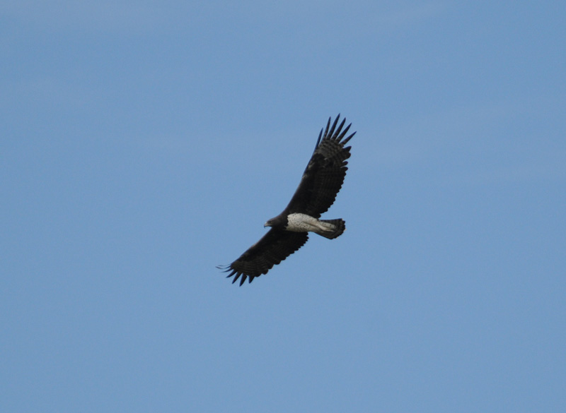 Martial Eagle - Polemaetus bellicosus