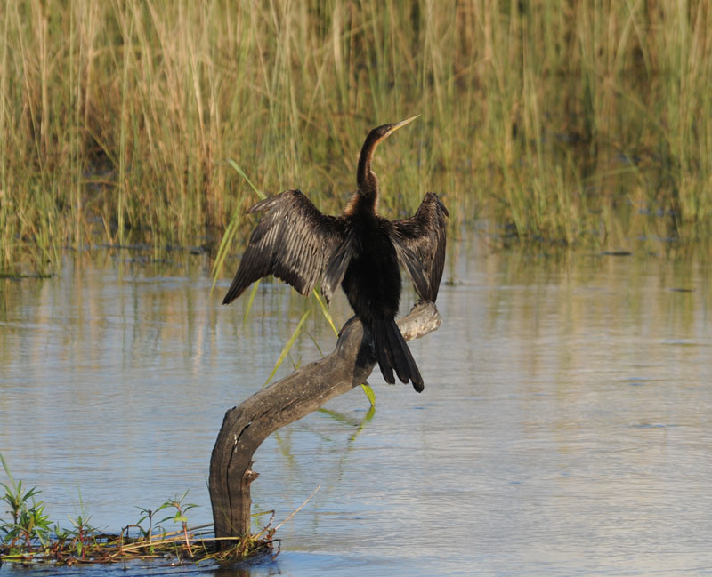 Afrikan Darter - Anhinga rufa