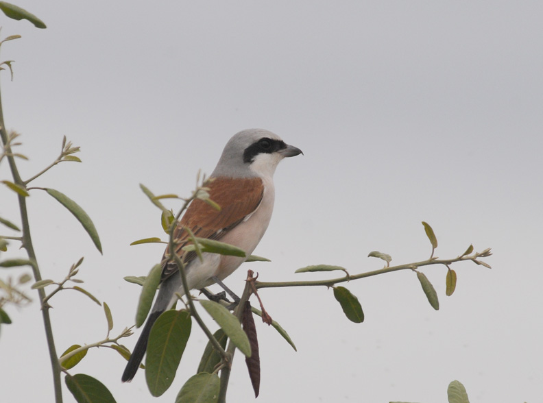 Redbacked Shrike - Lanius collurio