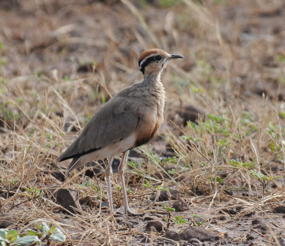 Temmincks Courser - Cursorius temminckii