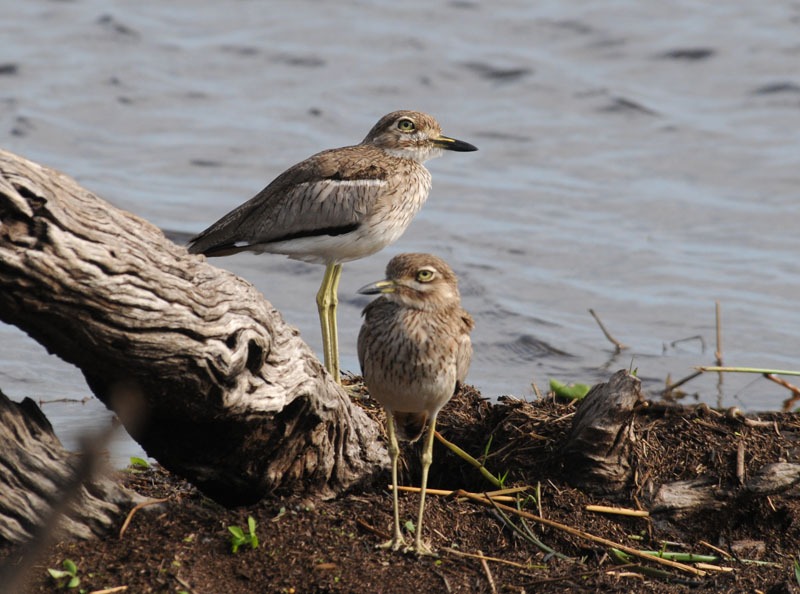 Water Dikkop - Burhinus - Vermiculatus