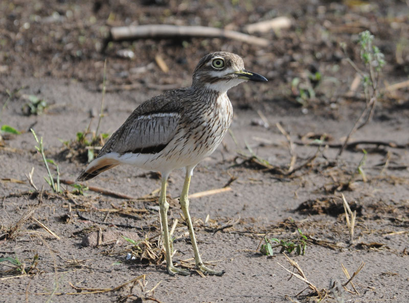 Water Dikkop - Burhinus - Vermiculatus