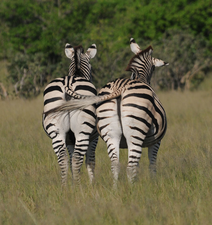 Common zebra - Equus quagga