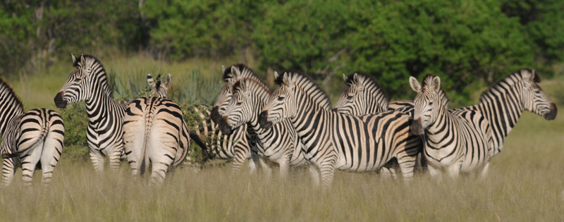 Common zebra - Equus quagga