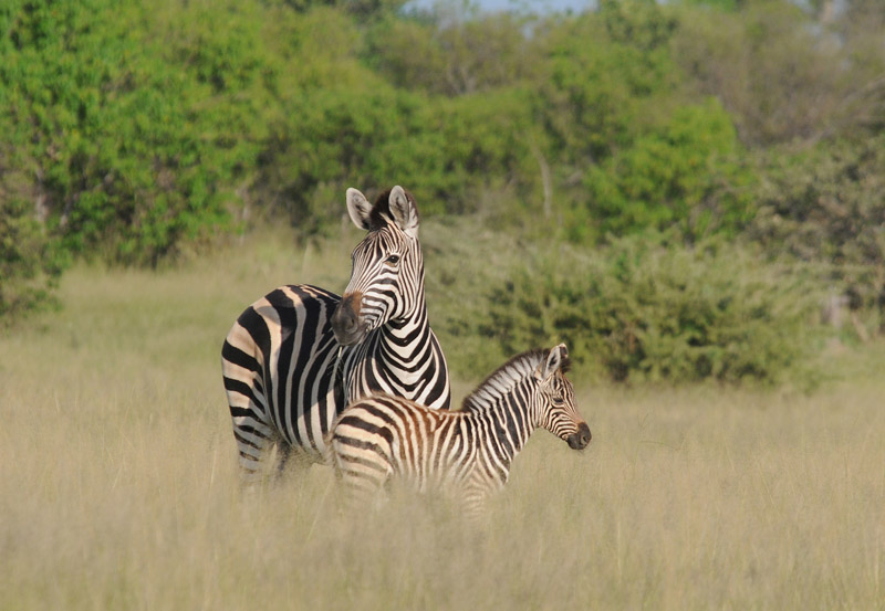 Common zebra - Equus quagga