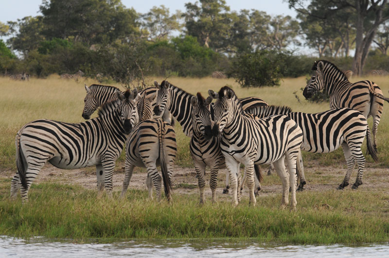 Common zebra - Equus quagga