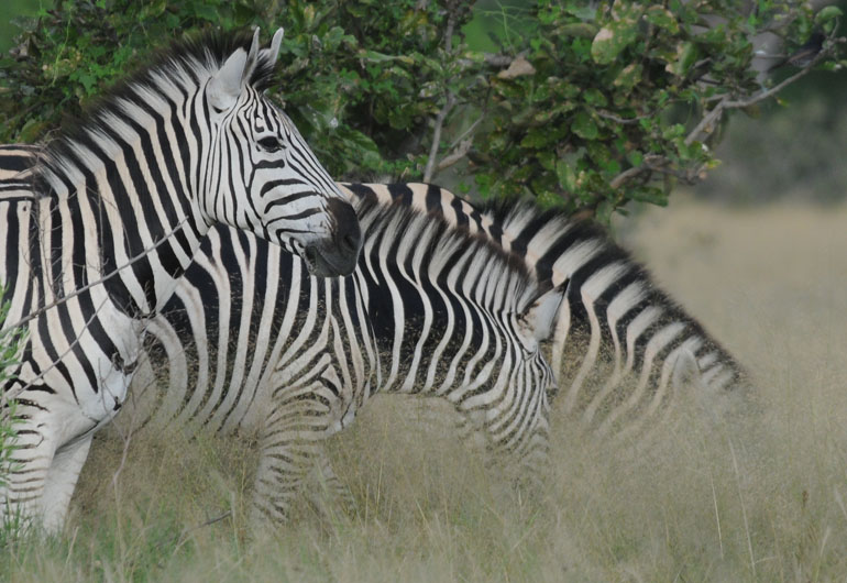 Common zebra - Equus quagga