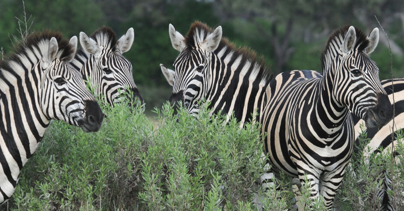 Common zebra - Equus quagga