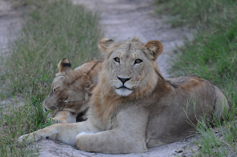 African Lion - Panthera leo