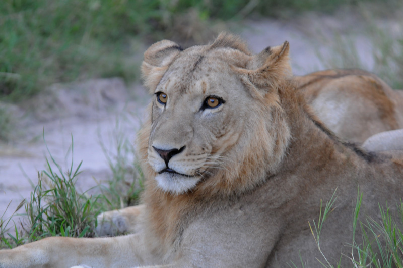 African Lion - Panthera leo