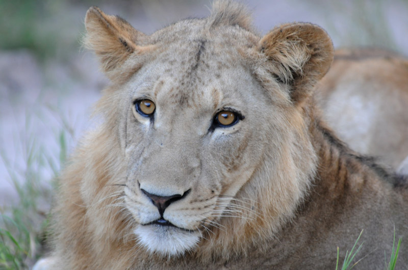 African Lion - Panthera leo