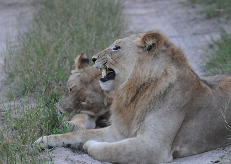 African Lion - Panthera leo