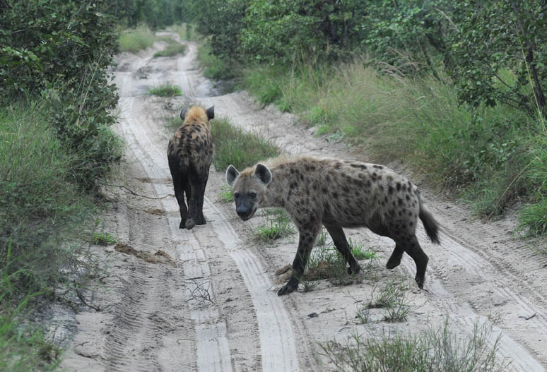 Spotted Hyaena - Crocuta crocuta