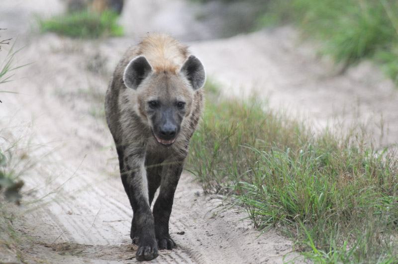 Spotted Hyaena - Crocuta crocuta