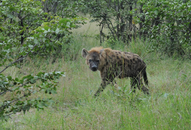 Spotted Hyaena - Crocuta crocuta
