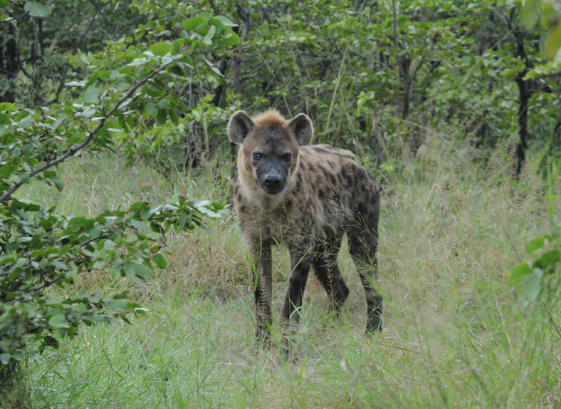 Spotted Hyaena - Crocuta crocuta