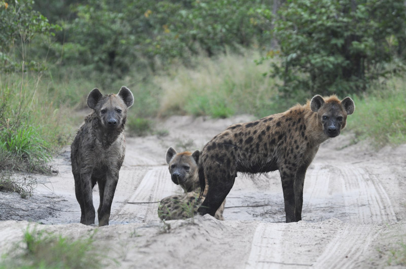 Spotted Hyaena - Crocuta crocuta