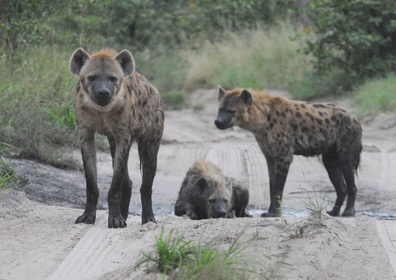 Spotted Hyaena - Crocuta crocuta