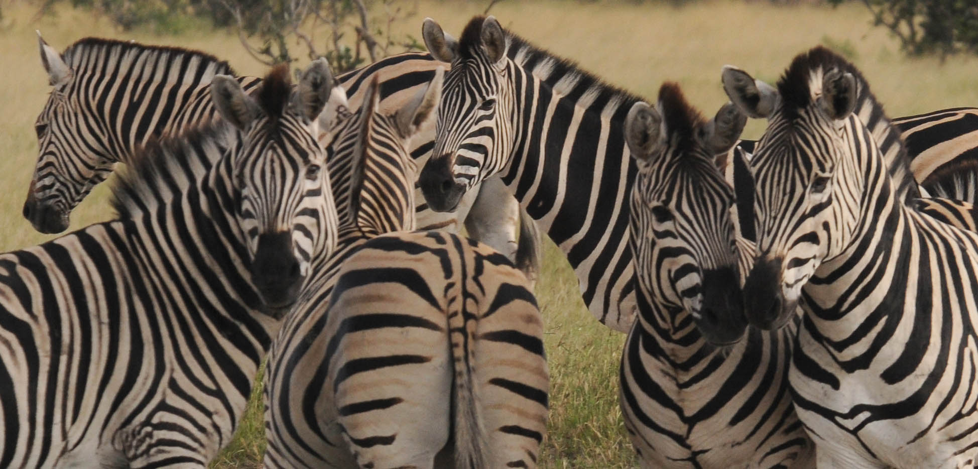 Common zebra - Equus quagga