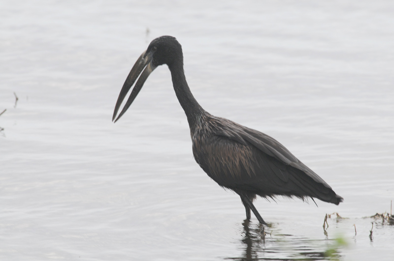  Openbilled Stork - Anastomus lamelligerus