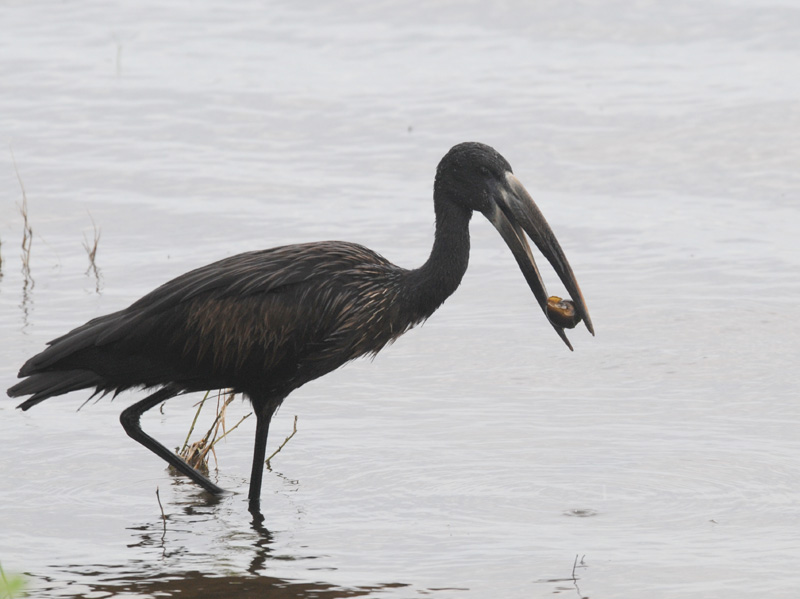  Openbilled Stork - Anastomus lamelligerus