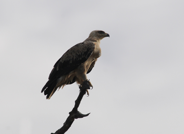 Tawny Eagle - Aquila rapax