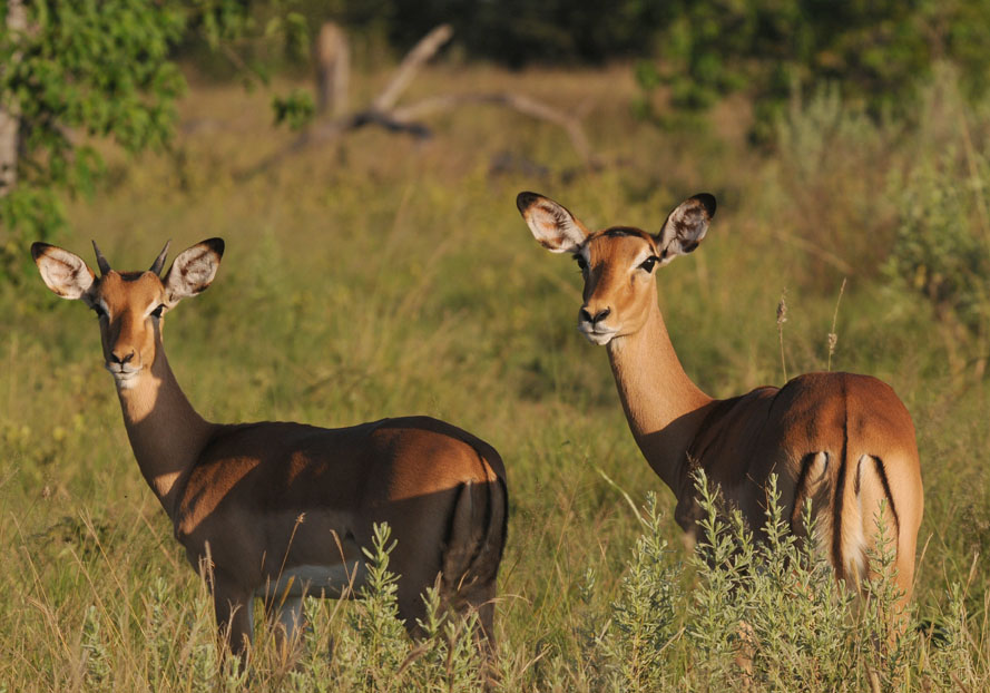 Impala - Aepyceros - melampus