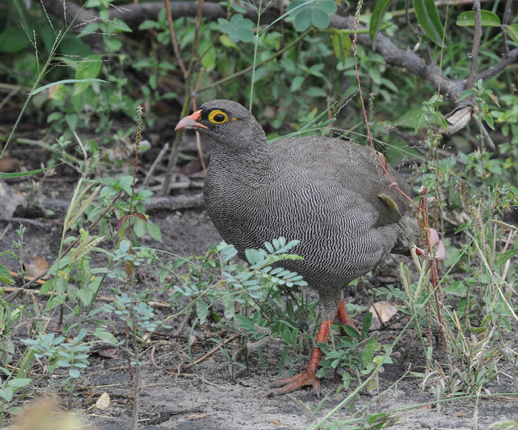 Redbilled Francolin - Francolinus adspersus