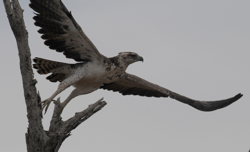Martial Eagle - Polemaetus bellicosus