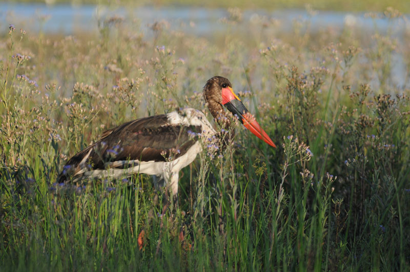Saddlebilled Stork - Ephippiorhynchus senegalensis