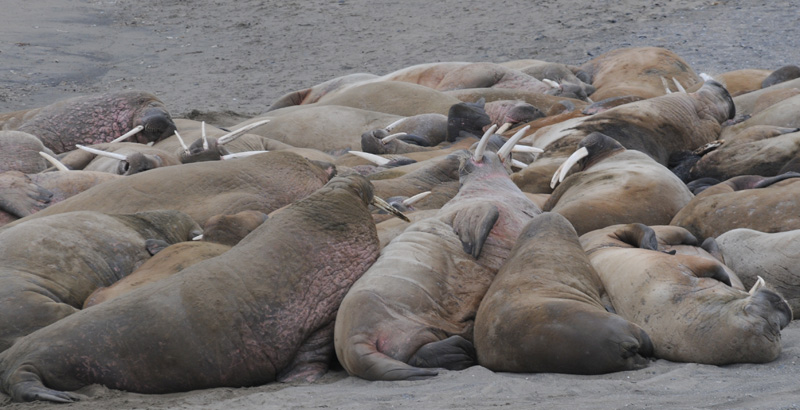 Walrus