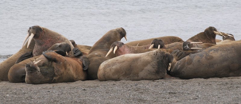 Walrus
