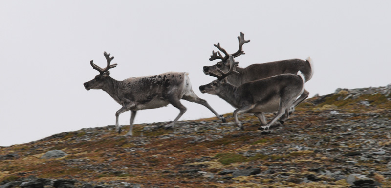 Raindeer - Rendieren