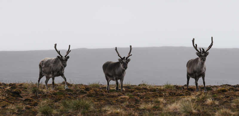 Raindeer - Rendieren