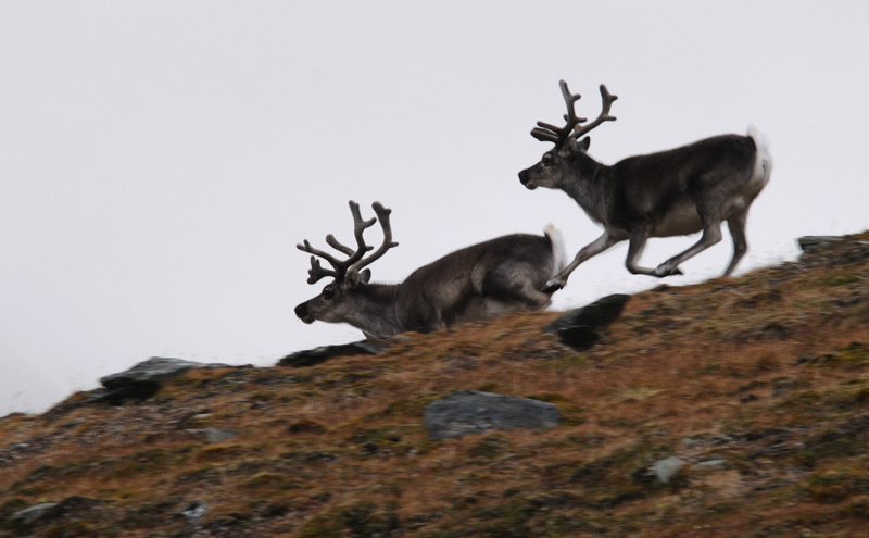 Raindeer - Rendieren