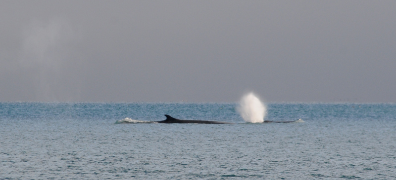 Fin Whale - Gewone Vinvis - Balaenoptera physalis