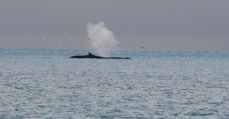 Fin Whale - Gewone Vinvis - Balaenoptera physalis