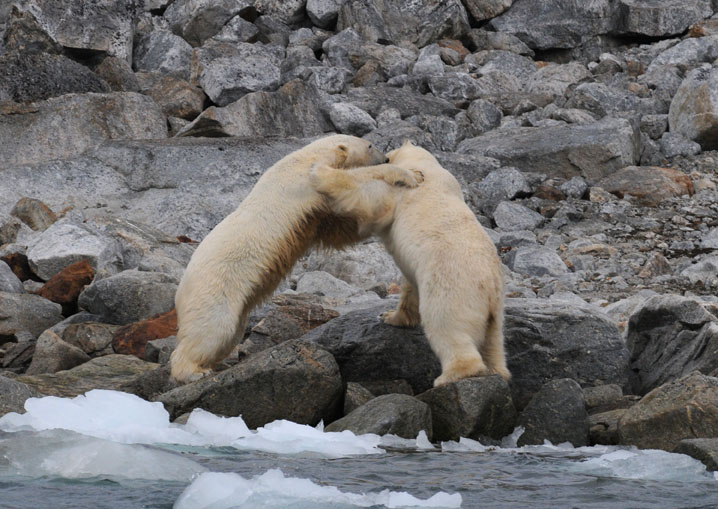 Polar Bear - IJsbeer - Ursus Maritimus