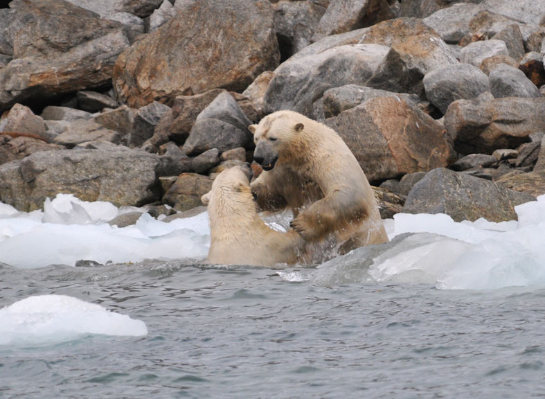 Polar Bear - IJsbeer - Ursus Maritimus