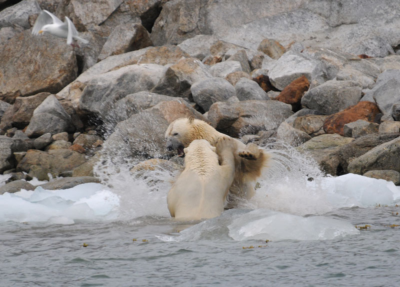 Polar Bear - IJsbeer - Ursus Maritimus