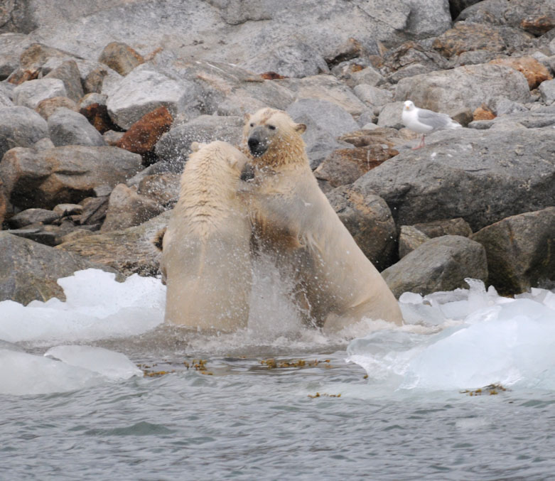 Polar Bear - IJsbeer - Ursus Maritimus