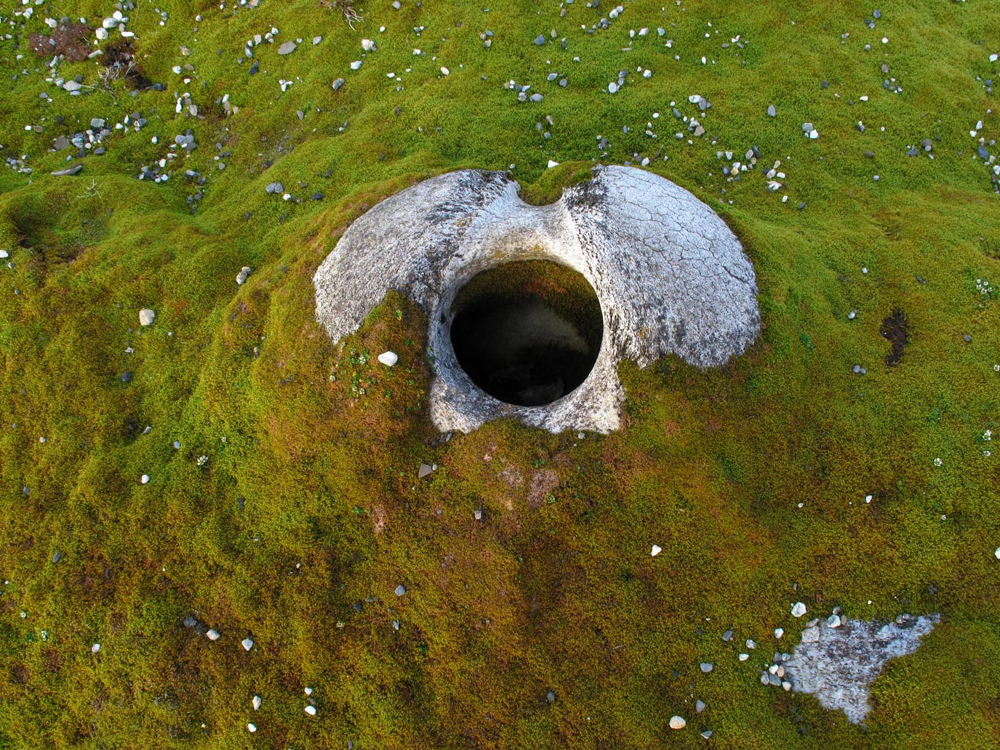 Bowhead skull