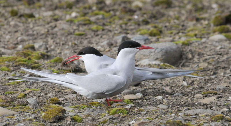 Arctic Tern - Noordse Stern - Sterna paradisaea